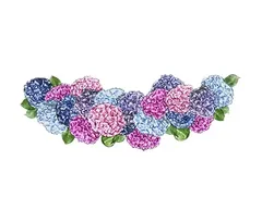 Hydrangeas