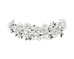 White Lilies
